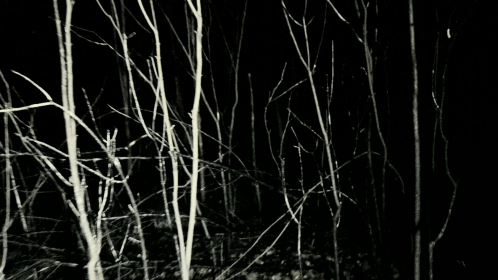 pov-shot-walking-running-through-dark-spooky-forest-at-night_nkl-qe9c__F0000